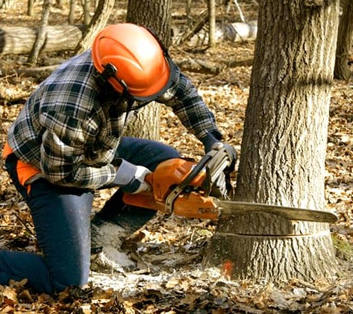 Tree Removal in Hackett, AR
